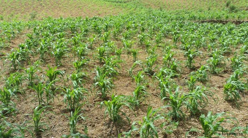 Brava: Farmers point to low vegetable production due to water shortage