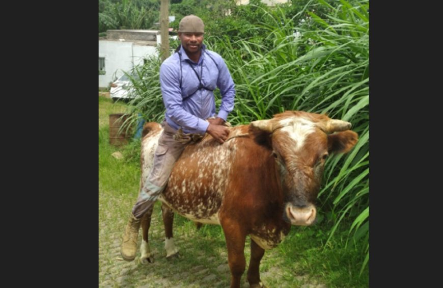 A Brava beyond electoral promises: the portrait of a country at nine speeds - Animal husbandry sector