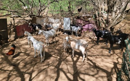 Pastores de Cachaço lançam apelo desesperado diante da grave escassez de água e pasto para gados