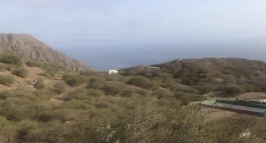 Proliferação de acácia americana gera preocupação em Palhal