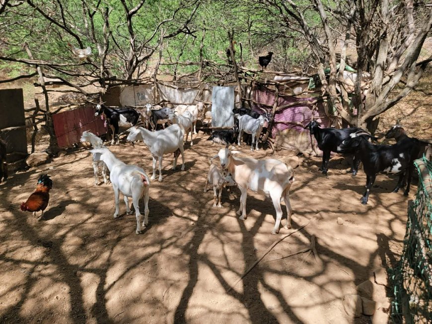 Pastores de Cachaço lançam apelo desesperado diante da grave escassez de água e pasto para gados