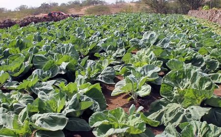 Economic recovery and development of Brava Island, by Helder Lobo
