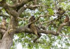 Agricultores de Lagoa denunciam invasão de macacos e dizem prejudicados