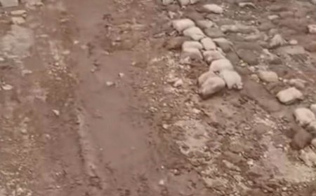 Pais e encarregados de educação de Cachaço temem pela segurança dos filhos devido ao mau estado da estrada para Nossa Senhora do Monte