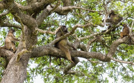 Agricultores de Lagoa denunciam invasão de macacos e dizem prejudicados