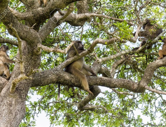 Farmers in Lagoa Report an Invasion of Monkeys and Say They Are Suffering Losses