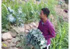 Anildo Lobo, the young entrepreneur from Lomba Tantum who is focusing on agriculture, fishing, aguardente production, and tourism in Brava