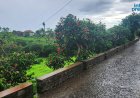 Brava: Moderate rain leads to the suspension of classes due to weather conditions