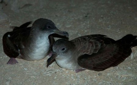 Brava: 32 ringed shearwater chicks at the close of yet another conservation season