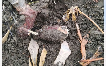 O grito de socorro dos agricultores da brava e o silêncio mortífero da câmara municipal da brava e do ministério da agricultura