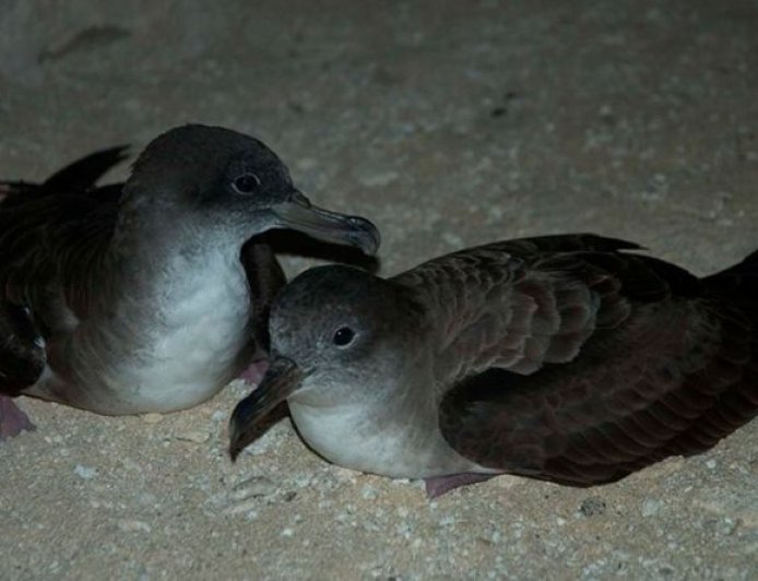 Brava: 32 ringed shearwater chicks at the close of yet another conservation season