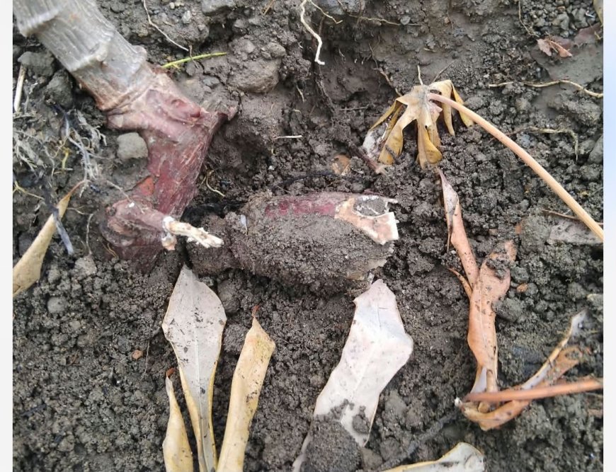 O grito de socorro dos agricultores da brava e o silêncio mortífero da câmara municipal da brava e do ministério da agricultura